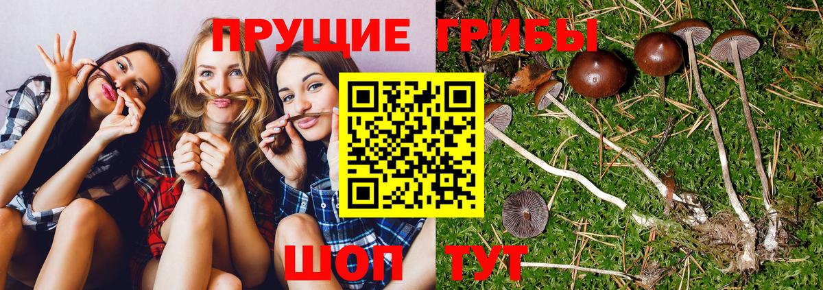 Галлюциногенные грибы Psilocybe  Вход с VPN  Кстово 
